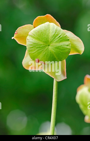 Lila Kannenpflanze oder Damensattel Blume (Sarracenia Purpurea), blühend, in Nordamerika, North Rhine-Westphalia Stockfoto
