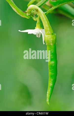 Chili-Pfeffer (Capsicum Frutescens), Pod und Blume auf den Busch Stockfoto