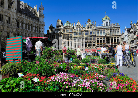 Belgien, Brüssel, Grand Place (Grote Markt) Weltkulturerbe von UNESCO, Giebel Häuser und Blumenmarkt Stockfoto
