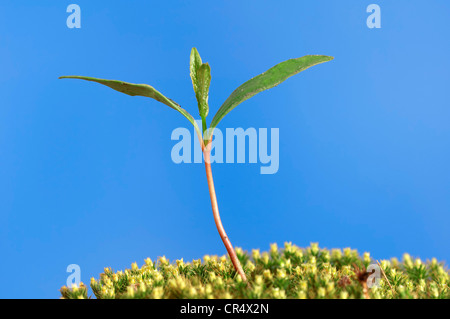 Europäische Buche oder Rotbuche (Fagus Sylvatica), Sämling in den Frühling, North Rhine-Westphalia, Deutschland, Europa Stockfoto