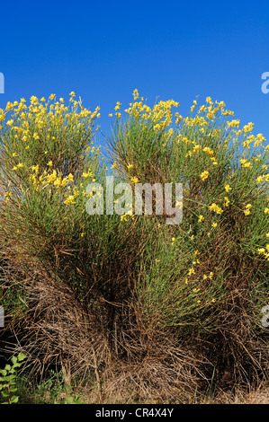 Ginsters oder des Webers Ginster (Spartium Junceum), Provence-Alpes-Cote d ' Azur, Südfrankreich, Europa Stockfoto