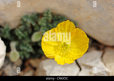 Gelbe Alpen-Mohn (Papaver Rhaeticum) (Papaver Rhaeticum, Papaver Alpinum Subspecies Rhaeticum), Provence-Alpes-Cote d ' Azur Stockfoto