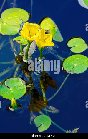 Seerose, mit Fransen gelb schwebenden Herzen, Wasser Fransen (Nymphoides Peltata), Niedersachsen, Deutschland, Europa Stockfoto