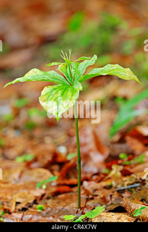 Einbeere, True-Liebhaber Knoten (Paris Quadrifolia), Nationalpark Berchtesgaden, Bayern, Deutschland, Europa Stockfoto