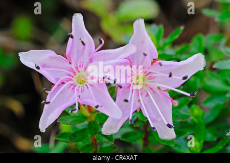 Behaarte Alpenrose (Rhododendron Hirsutum), Blumen, Nationalpark Berchtesgaden, Bayern, Deutschland, Europa Stockfoto