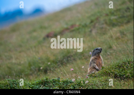 Alpine Murmeltier (Marmota Marmota) sitzen in einer Almwiese, Averstal Tal, Kanton Graubünden, Schweiz, Europa Stockfoto