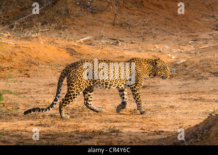 Leopard (Panthera Pardus Kotiya), Yala West (Ruhuna) Nationalpark, Sri Lanka Stockfoto