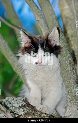 Hauskatze (Felis Silvestris Catus), Katze in einem Baum, Deutschland, Europa Stockfoto