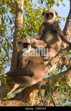 Graue Languren Affen (Semnopithecus Priamos Thersites), Yala West (Ruhuna) Nationalpark, Sri Lanka Stockfoto