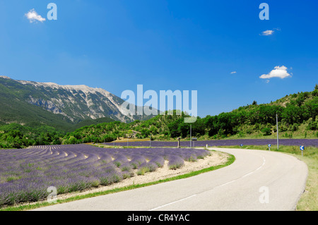 Straße und ein Feld von Lavendel (Lavandula Angustifolia) vor Mont Ventoux, Vaucluse, Provence-Alpes-Cote d ' Azur Stockfoto