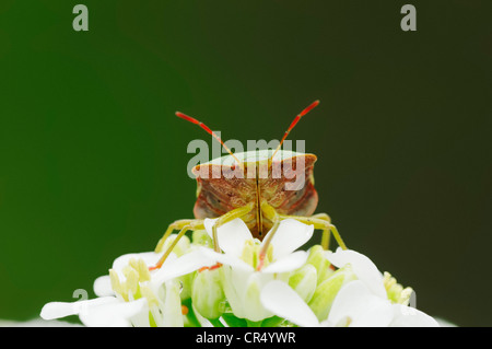 Gemeinsamen Green Shield Bug (Palomena Prasina), Nordrhein-Westfalen, Deutschland, Europa Stockfoto