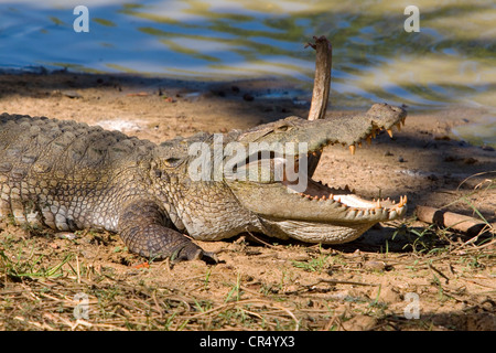 Mugger-Krokodil (Crocodylus Palustris), Yala West (Ruhuna) Nationalpark, Sri Lanka Stockfoto