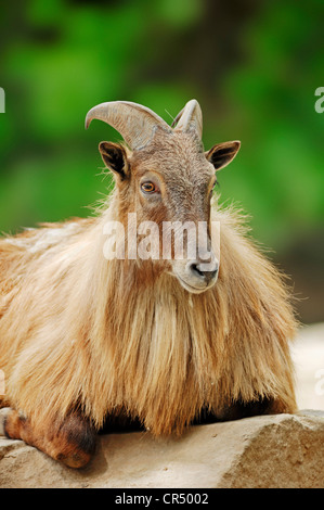 Himalayan Thar (Hemitragus Jemlahicus), Männlich, gebürtig aus Asien, in Gefangenschaft, Tschechische Republik, Europa Stockfoto