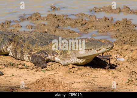 Mugger-Krokodil (Crocodylus Palustris), Yala West (Ruhuna) Nationalpark, Sri Lanka Stockfoto