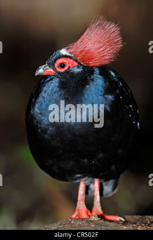 Crested Holz Partridge (Rollulus Roulroul), Männlich, gebürtig aus Asien, in Gefangenschaft, Bergkamen, Nordrhein-Westfalen Stockfoto