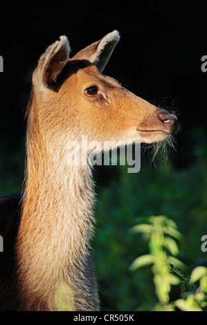 Barasingha Hirsch oder Swamp Deer (Cervus Duvaucelii), Weiblich, Porträt, Keoladeo Ghana Nationalpark, Rajasthan, Indien, Asien Stockfoto
