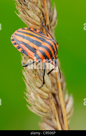 Gestreiften Schild Bug (Graphosoma Lineatum), Nordrhein-Westfalen, Deutschland, Europa Stockfoto