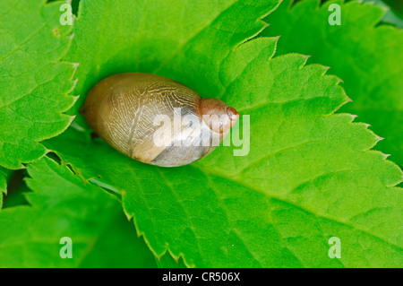 Gemeinsamen Amber Snail (Succinea Putris), Nordrhein-Westfalen, Deutschland, Europa Stockfoto