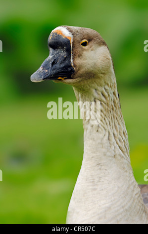 Schwan, Gans (Anser Cygnoides), Nordrhein-Westfalen, Deutschland, Europa Stockfoto