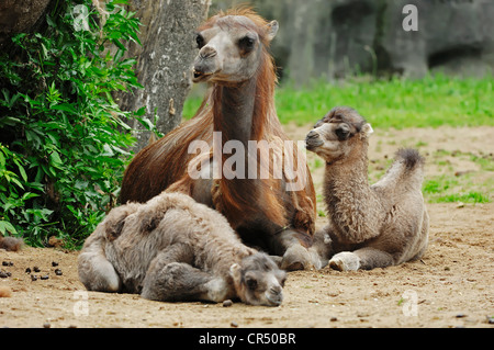 Baktrischen Kamel oder zwei bucklig Kamel (Camelus Ferus Bactrianus, Camelus Bactrianus Bactrianus), mit zwei jungen Frauen Stockfoto