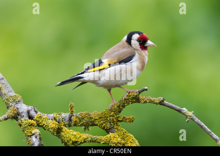 Stieglitz Zuchtjahr Caduelis (Fringillidae) Perched Stockfoto