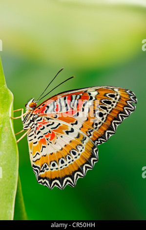 Rot Florfliege (Cethosia Biblis), asiatische Arten, in Gefangenschaft, North Rhine-Westphalia, Germany, Europe Stockfoto