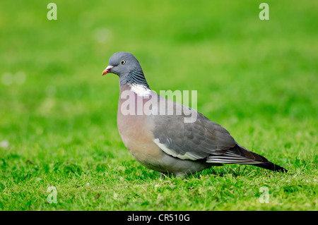 Ringeltaube (Columba Palumbus), North Rhine-Westphalia, Deutschland Stockfoto