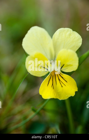 Berg-Stiefmütterchen (Viola Lutea) Nahaufnahme Blume Ingleborough National Nature Reserve North Yorkshire UK Europe Juni Stockfoto