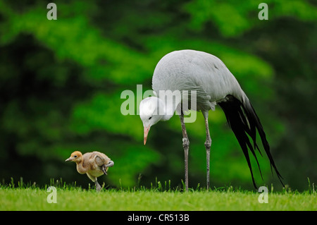 Blue Crane, Stanley oder Paradies Kran (Anthropoides Paradisea) mit Küken, afrikanischen Arten, in Gefangenschaft, Tschechische Republik Stockfoto