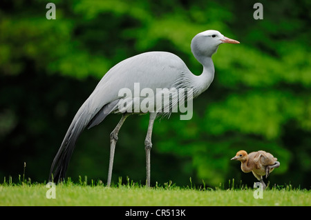 Blue Crane, Stanley oder Paradies Kran (Anthropoides Paradisea) mit Küken, afrikanischen Arten, in Gefangenschaft, Tschechische Republik Stockfoto