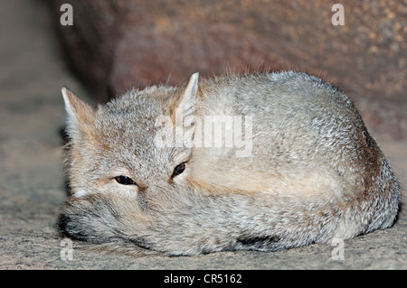 SWIFT-Fuchs (Vulpes Velox), nordamerikanische Arten, in Gefangenschaft, Tschechische Republik, Europa Stockfoto