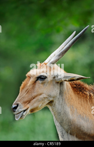 Gemeinsame Eland (Tauro Oryx), Männlich, Zunge, Portrait, Afrikanische Arten herausragen, Gefangenschaft, Tschechische Republik, Europa Stockfoto