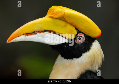 Große indische Hornbill oder großes Hornbill (Buceros Bicornis), Weiblich, Porträt, asiatischen Arten in Gefangenschaft, Tschechische Republik, Europa Stockfoto