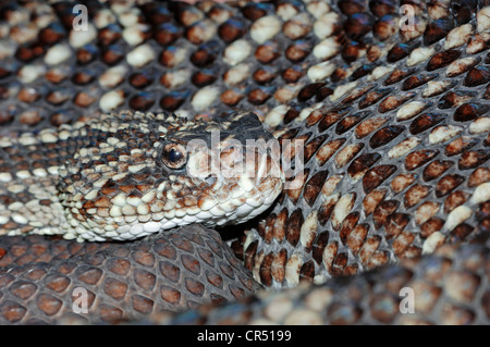 Südamerikanische Klapperschlange oder tropische Klapperschlange (Crotalus Durissus), südamerikanischen Arten, in Gefangenschaft, Bergkamen Stockfoto