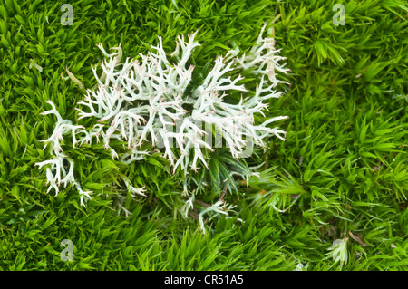 Flechten (Cladonia sp.) Langeoog, Niedersachsen, Deutschland, Europa Stockfoto