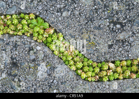 Goldmoss Mauerpfeffer (Sedum Acre) in Pflaster Lücken, Langeoog, Niedersachsen, Deutschland, Europa Stockfoto