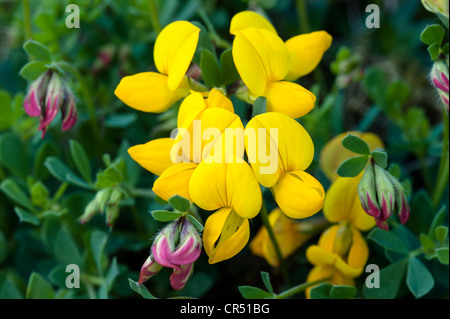 Vogel's – Foot Trefoil (Lotus Corniculatus) Nahaufnahmen von Blumen Ingleborough National Nature Reserve North Yorkshire UK Europe Juni Stockfoto