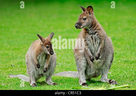 Red-necked Wallaby oder Bennett Wallaby (Macropus Rufogriseus), Weibchen mit jungen, australischen Arten, Gefangenschaft, untere Sachsen Stockfoto