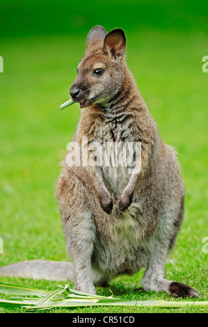 Red-necked Wallaby oder Bennett Wallaby (Macropus Rufogriseus), australische Arten, in Gefangenschaft, Niedersachsen, Deutschland, Europa Stockfoto