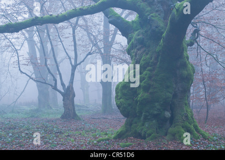 Buchenwald, Buche (Fagus Sylvatica) im Nebel, Tinner Loh, Haren, Emsland, Niedersachsen, Deutschland, Europa Stockfoto