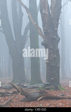 Buchenwald, Buche (Fagus Sylvatica) im Nebel, Tinner Loh, Haren, Emsland, Niedersachsen, Deutschland, Europa Stockfoto