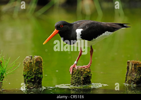 Austernfischer, eurasischen Austernfischer, gemeinsame Pied Austernfischer (Haematopus Ostralegus), Schleswig-Holstein, Deutschland, Europa Stockfoto