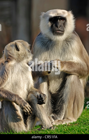 Hanuman-Languren oder grau-Languren (Semnopithecus Entellus, Presbytis Entellus), Rajasthan, Indien, Asien Stockfoto
