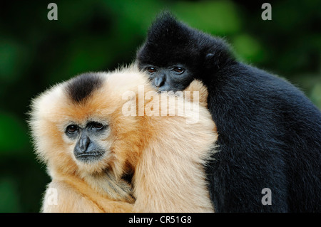 Koppeln Sie nördlichen weiße-cheeked Gibbone, (Nomascus Leucogenys, Hylobates Concolor Leucogenys), Gefangenschaft, asiatische Art Stockfoto