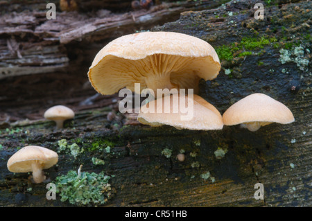 Weiche Pantoffel oder Jelly Crep (Crepidotus Mollis), Borkener Paradies Naturschutzgebiet, Emsland, Niedersachsen, Deutschland, Europa Stockfoto