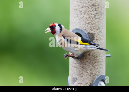 Stieglitz Zuchtjahr Caduelis (Fringillidae) Perched Stockfoto