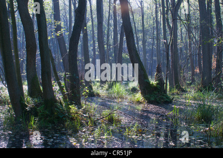 Marschland Wald mit Erlen (Alnus Glutinosa), Darß, Mecklenburg-Western Pomerania, Deutschland, Europa Stockfoto