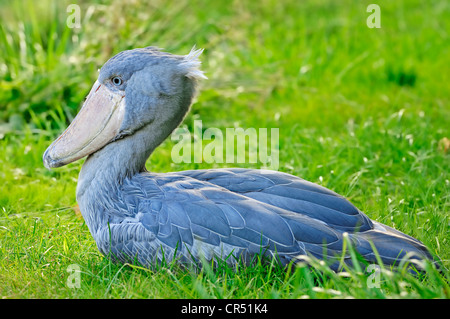 Schuhschnabel, Whalehead oder Schuh-billed Stork (Balaeniceps Rex), Afrikanische Arten, in Gefangenschaft, Tschechische Republik, Europa Stockfoto
