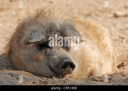 Mangalica-Schwein, Mangalitza Schwein, wollige Schwein (Sus Scrofa Domestica), Hausschwein, North Rhine-Westphalia, Germany, Europe Stockfoto