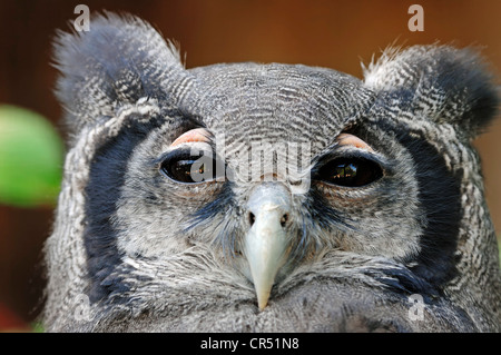 Riesige Uhu, Verrauxs Uhus (Bubo Lacteus), Porträt, Afrikanische Arten in Gefangenschaft, North Rhine-Westphalia, Germany, Europe Stockfoto
